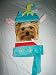 New Elf Hat & Collar for Small Dogs / Pets Size XS/S