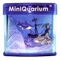 Miniquarium Shark