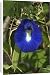 Canvas Prints of DH-3573 Butterfly Pea flower - This is the purple variety from Ardea Wildlife Pets