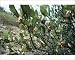 Photographic Prints of Jojoba Beans On Bush from Ardea Wildlife Pets