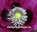 51vIyzOTOrL. SL75  Papaver Somniferum