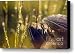 golden light Canvas Print / Canvas Art - Artist Angel Tarantella