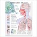 Understanding Influenza