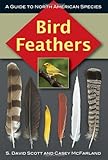Bird Feathers: A Guide to North American Species