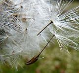 Lawn lore