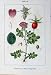 Flowers Sturms 1904 Wien-Rose Rosa Rubiginosa Pendulina