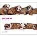 Bulldog The Dog 2009 Deluxe Wall Calendar