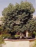 Camphor Tree 10 Seeds - Camphor Laurel - Tropical - B000VIFOH0