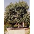 Camphor Tree 10 Seeds - Camphor Laurel