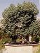 Camphor Tree-Camphor Laurel-Tropical/House Plant/Bonsai