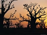 Bandia Forest, Senegal, Africa Premium Photographic Poster Print by Sylvain Grandadam, 30x40
