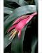 Photographic Prints of DAD-1863 Billbergia windii - Hybrid bromeliad - a secluded high-walled garden from Ardea Wildlife Pets