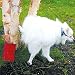 Pet Supplies : POTTY TRAINING ROCK