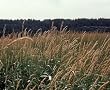 Reed Canary Grass 100 Seeds Phalaris arundinacea SALE*