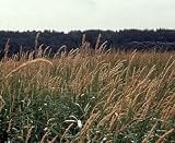 Reed Canary Grass 100 Seeds Phalaris arundinacea SALE* 51vLitvl%2BnL. SL160 Reed Canary Grass 100 Seeds Phalaris arundinacea SALE*