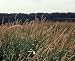 Reed Canary Grass 100 Seeds Phalaris arundinacea SALE*