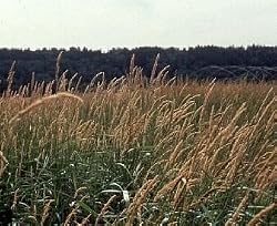 Reed Canary Grass 100 Seeds Phalaris arundinacea