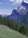 Rocky Mountain Bighorn Sheep and Mount Rundle Photographic Poster Print by Rich Reid, 30x40