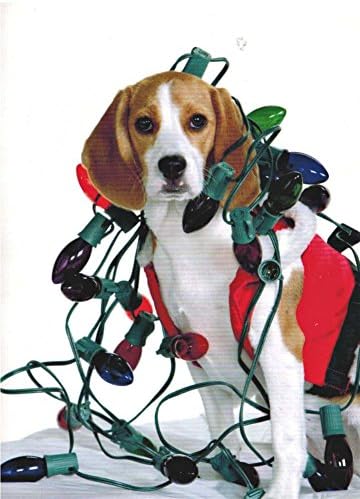 Beagle Christmas Cards Box of 10 Cards