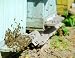 Bees and Hive - 24