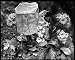 Photographic Prints of Primula Auricula (Bears Ear Primrose) with bee guard from Mary Evans