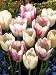 Sky Team Fringed Tulip 10 Bulbs - NEW! - Unique