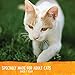 Wellness Trufood Tasty Pairings Natural Grain Free Wet Raw Cat Food, Chicken, Pumpkin & Turkey, 3-Ounce Cup (Pack Of 24)