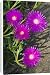 Canvas Prints of ASW-4525 Shrubby Mesemb flowers from Ardea Wildlife Pets