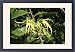 Framed Prints of WAT-10706 Ylang Ylang Tree - flowers from Ardea Wildlife Pets