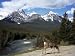 Mule Deer, Bow Valley Parkway by the Bow River, Near Lake Louise, Unesco World Herita...