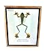 Real Wallace's Flying Frog Mounts Animals Taxidermy in Framed