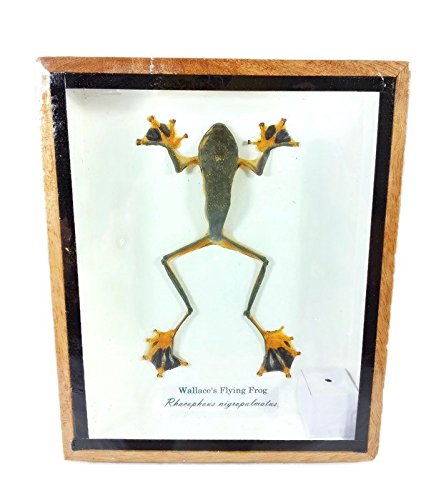 Real Wallace's Flying Frog Mounts Animals Taxidermy in Framed
