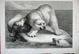 1881 FINE ART POLAR BEAR DEAD SEAL ICE BERG ANIMALS