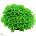 Nature`s Image Button Polyp: GREEN: 3.25 inch x 3.5 inch x 3.125 inch (Protopalythoa) Coral Reproduction