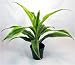 Lemon Lime Madagascar Dragon Tree - Dracaena - Easy!