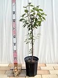 ゆすらうめ 赤実ユスラウメ 2年生 接ぎ木 ロングスリット鉢苗 果樹苗木 果樹苗