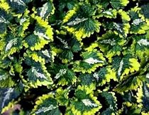 Golden Anniversary Lamium Plant - Shade -Very Hardy!