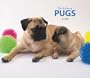 Pugs, For the Love of 2008 Deluxe Wall Calendar (Multilingual Edition)