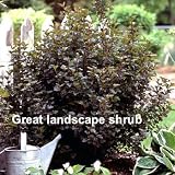 Summer Wine Ninebark Shrub - NEW - Showy Flower - Hardy
