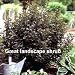 Summer Wine Ninebark Shrub - NEW - Showy Flower - Hardy