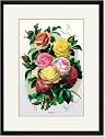 Black Framed/Matted Print 17x23, Roses