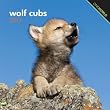 Wolf Cubs 2013 Mini 7X7