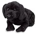 Kids Preferred Asthma and Allergy Friendly Black Labrador