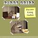 Raccoon Eating Nachos  Parry Gripp