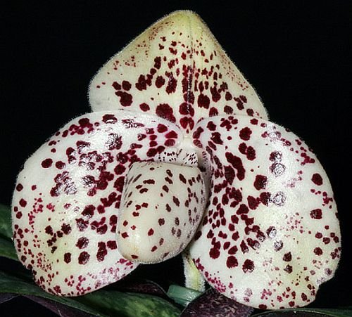 Paphiopedilum bellatulum - orchids - 100 seeds