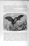 Natural History 1893-94 Pipistrelle English Bat