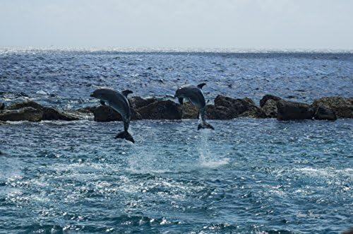 Dolphin Pair near Island of Curacao - Blank Note Card (FS7) with Envelope (A2)