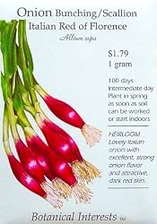 Bunching Onion Scallion Italian Red of Florence Heirloom Seeds 85 Seeds