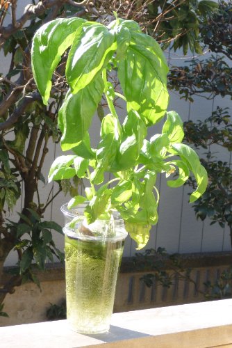 家庭用 ハーブの水耕栽培キット「窓際族」（窓辺でバジル）