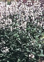 Huskers Red Penstemon 4 Perennial Plants - Hardy - Beardtongue *CLOSEOUT SALE*